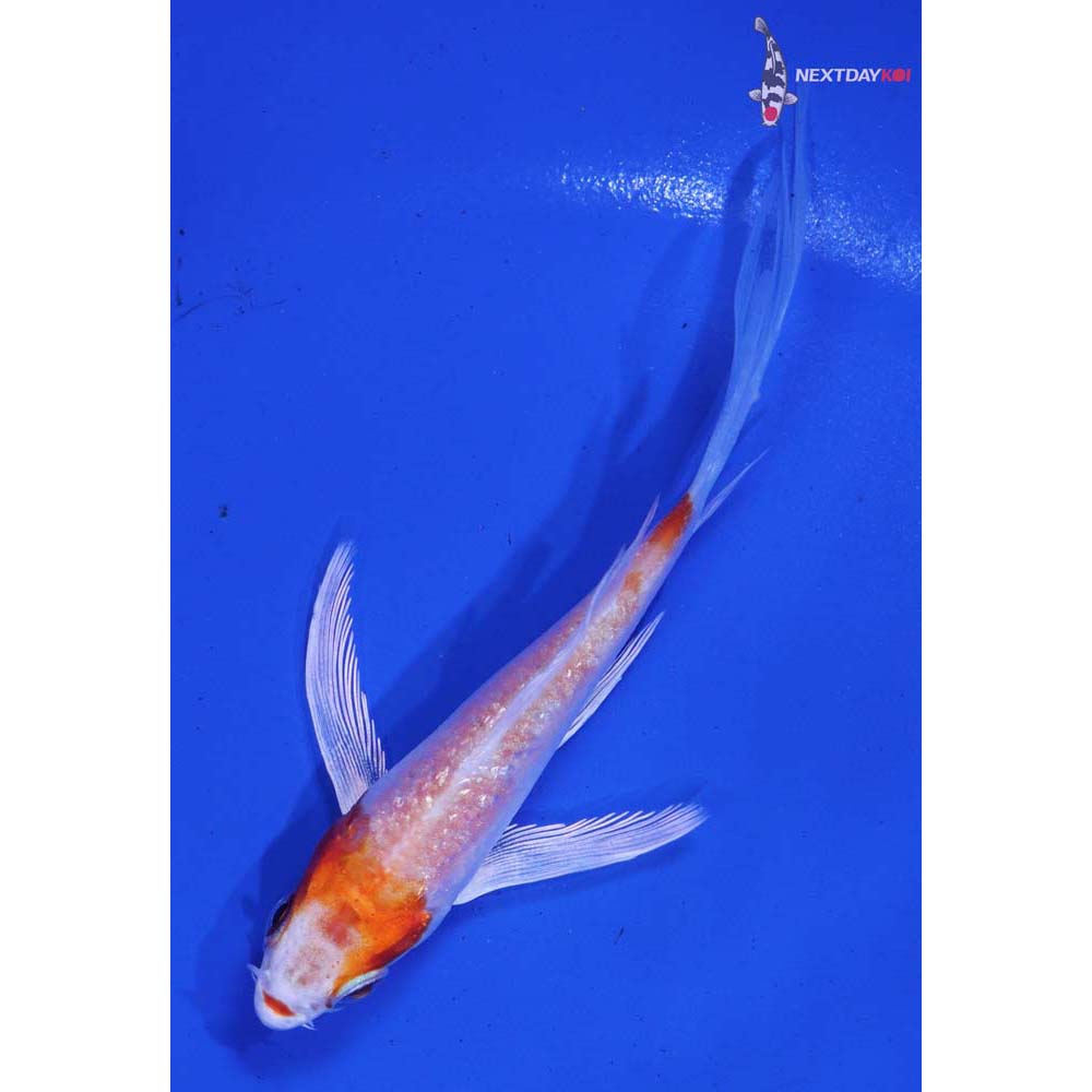 4” Imported Gin Rin Hariwake Butterfly Koi