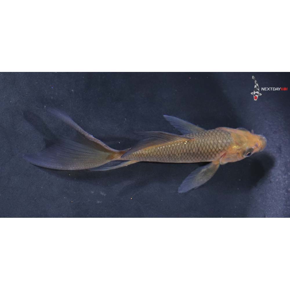 4” Imported Chagoi Butterfly Koi