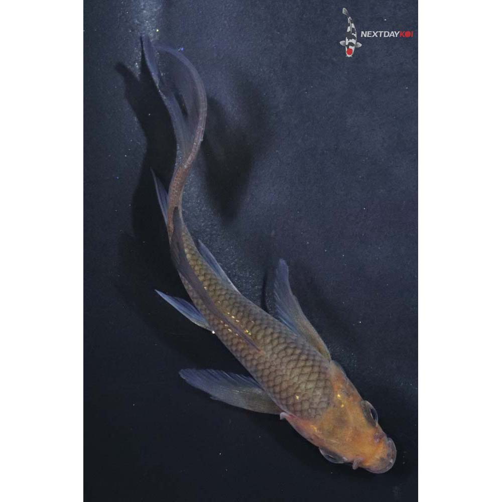 4” Imported Chagoi Butterfly Koi