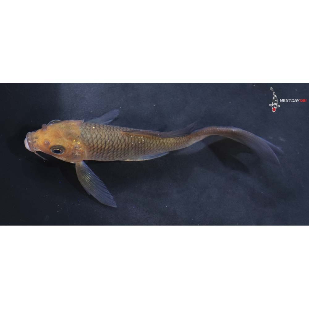 4” Imported Chagoi Butterfly Koi