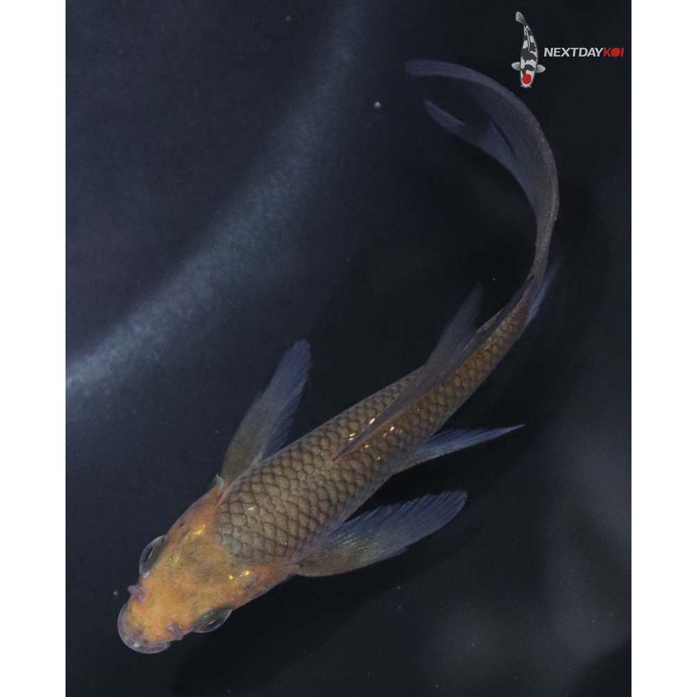 4” Imported Chagoi Butterfly Koi
