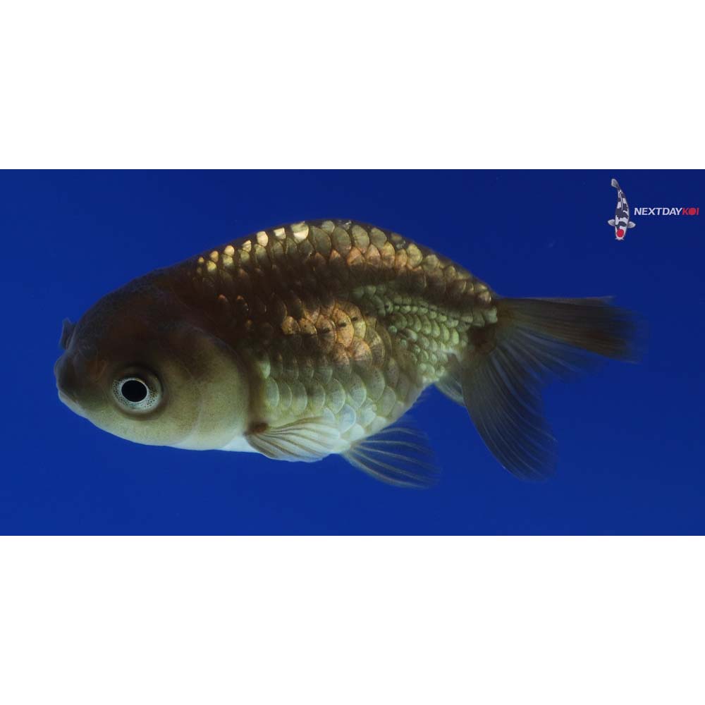 2.5” Imported Black Ranchu