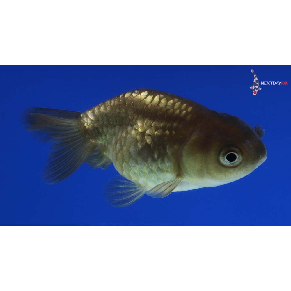 2.5” Imported Black Ranchu