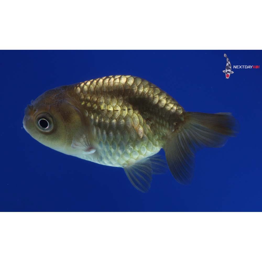 2.5” Imported Black Ranchu