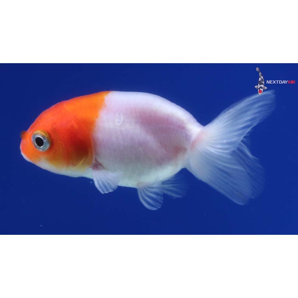 2.5” Imported Red and White Ranchu