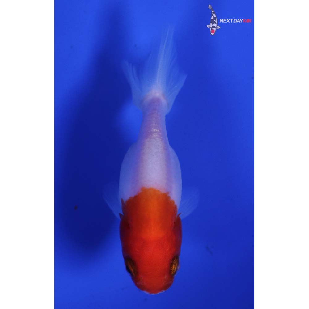 2.5” Imported Red and White Ranchu