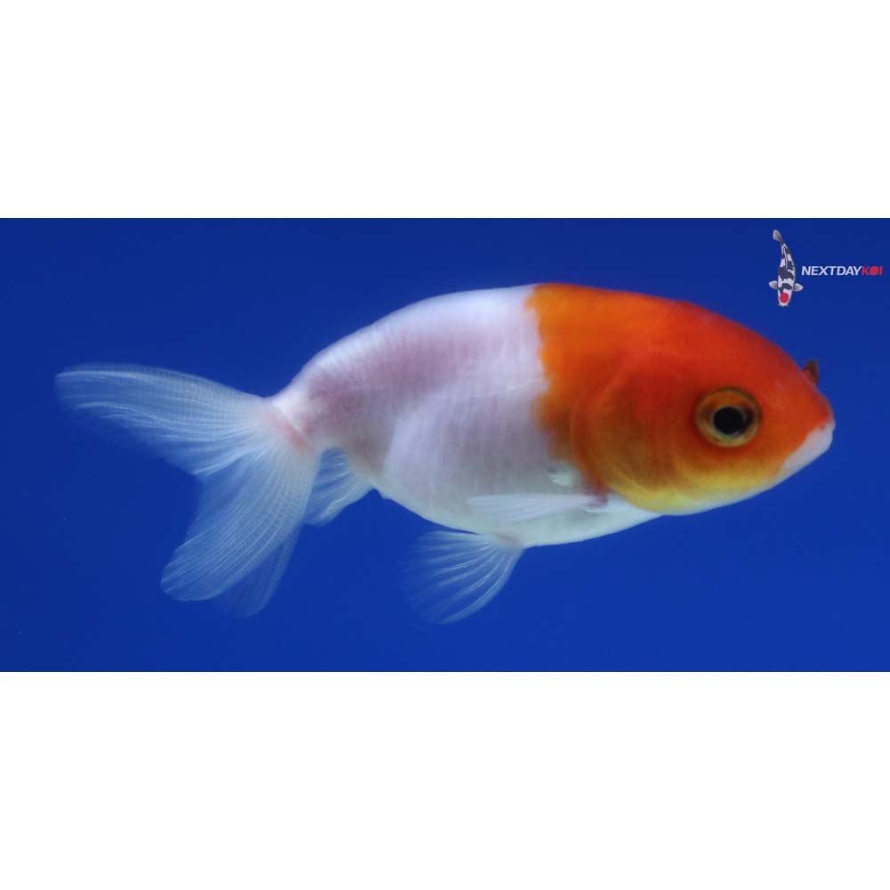 2.5” Imported Red and White Ranchu