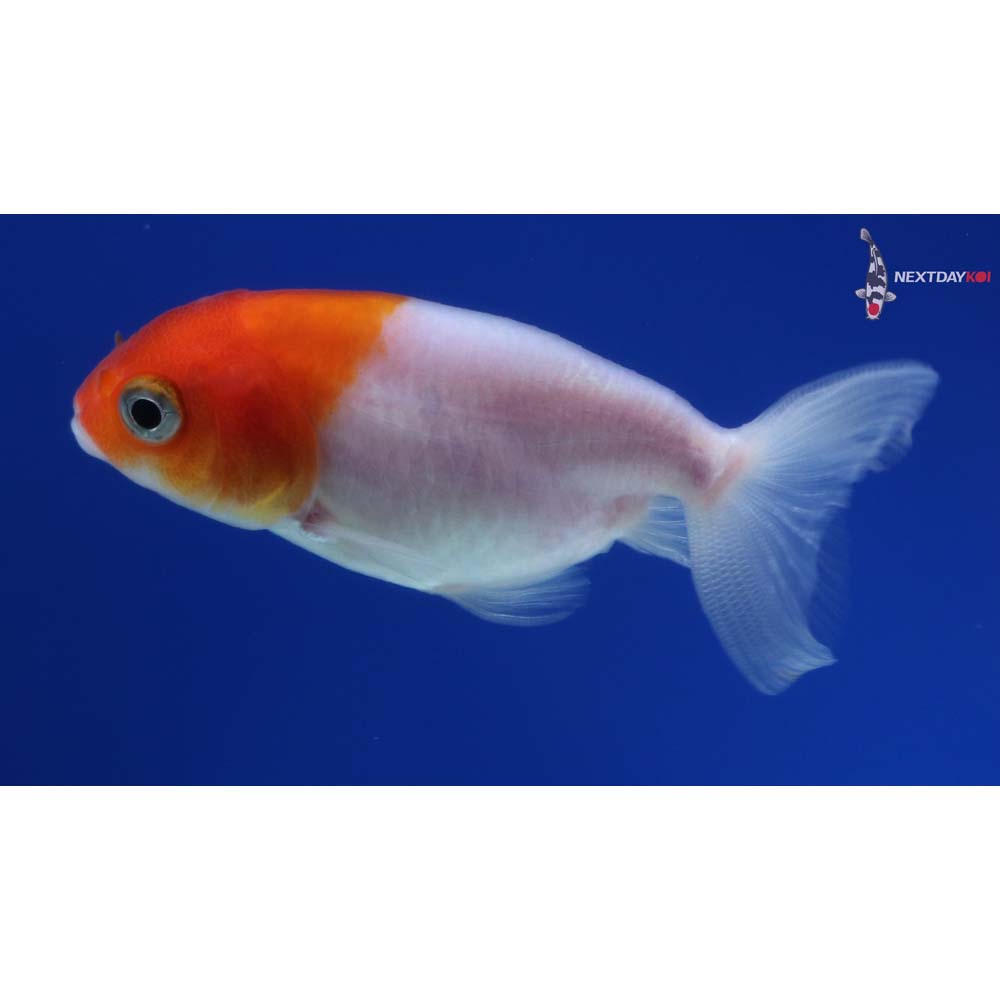 2.5” Imported Red and White Ranchu