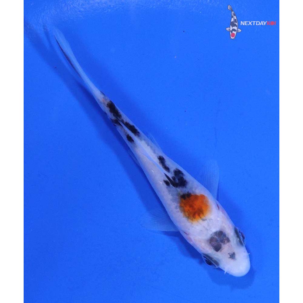 3.5” Imported Gin Rin Sanke