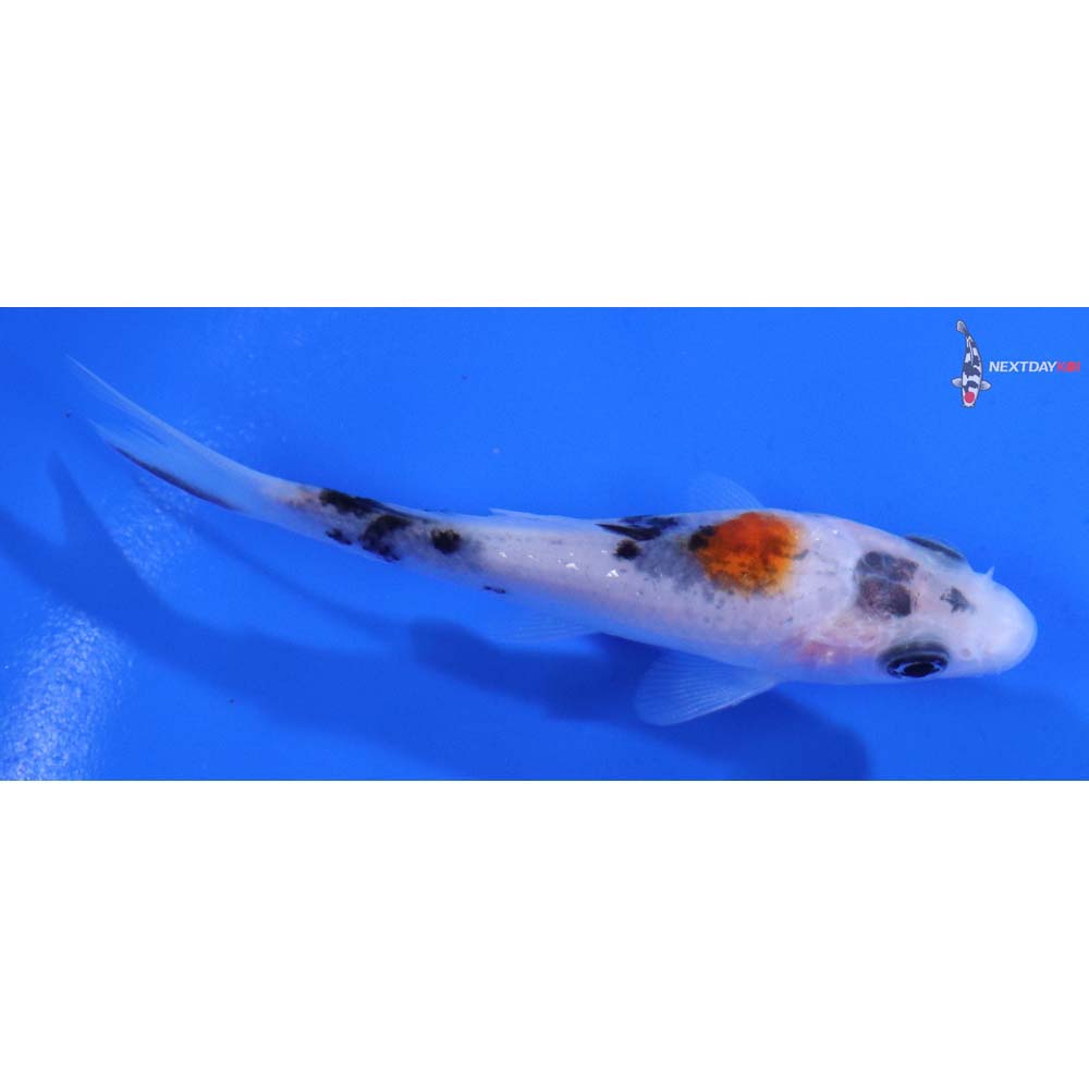 3.5” Imported Gin Rin Sanke