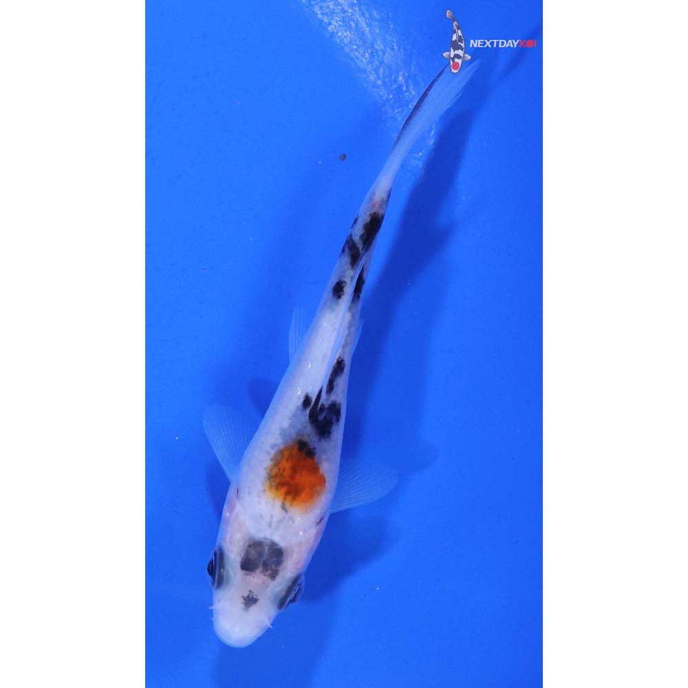 3.5” Imported Gin Rin Sanke