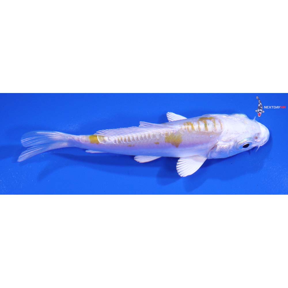 3.5” Imported Doitsu Lemon Hariwake