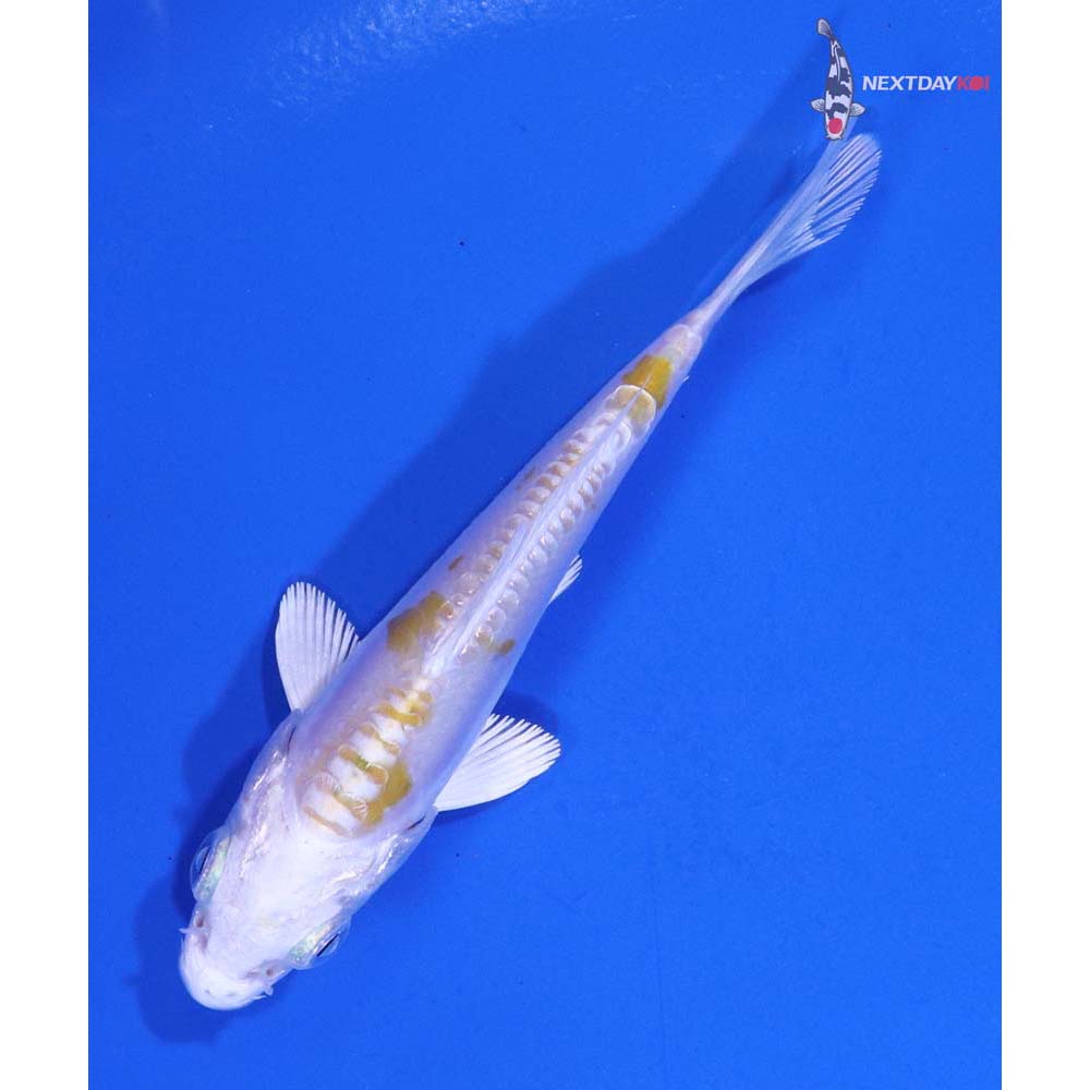 3.5” Imported Doitsu Lemon Hariwake