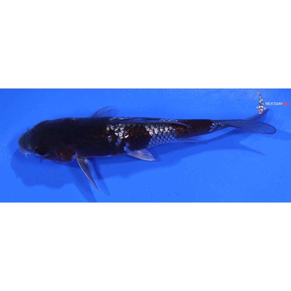 3.5” Imported Gin Rin Ochiba Shigure