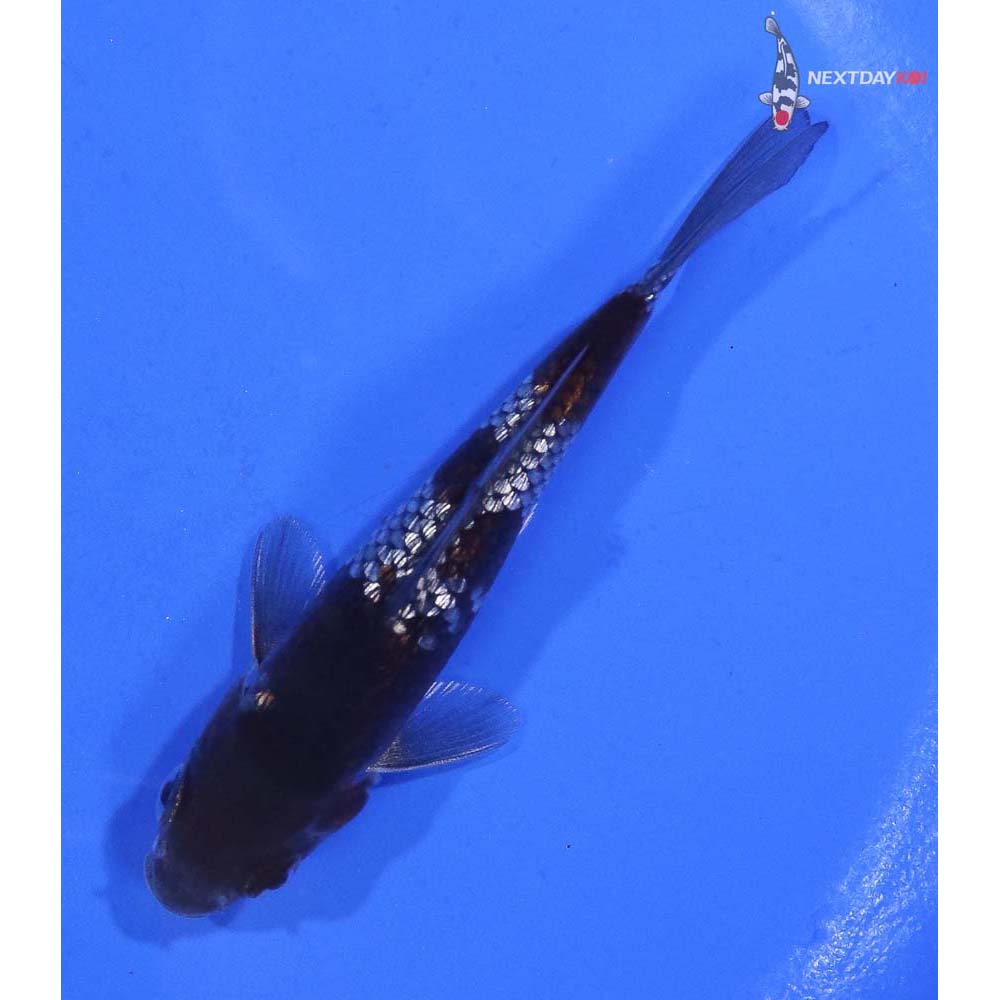 3.5” Imported Gin Rin Ochiba Shigure