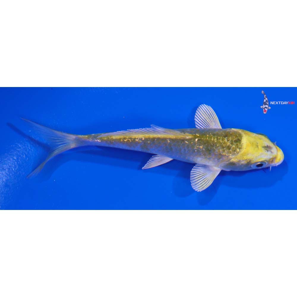 3.5” Imported Kujaku