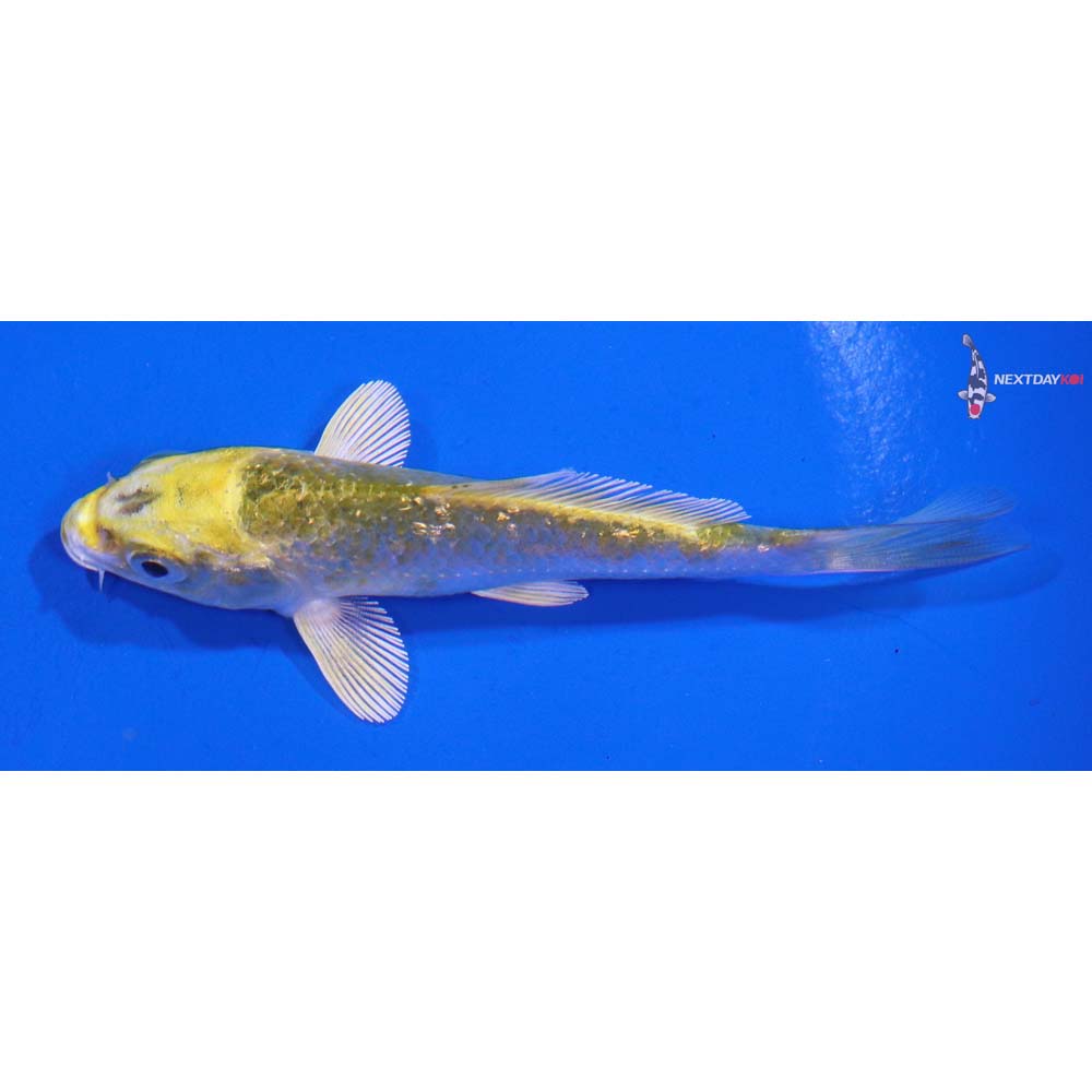 3.5” Imported Kujaku