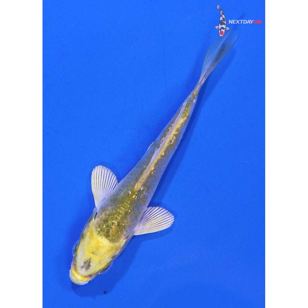 3.5” Imported Kujaku