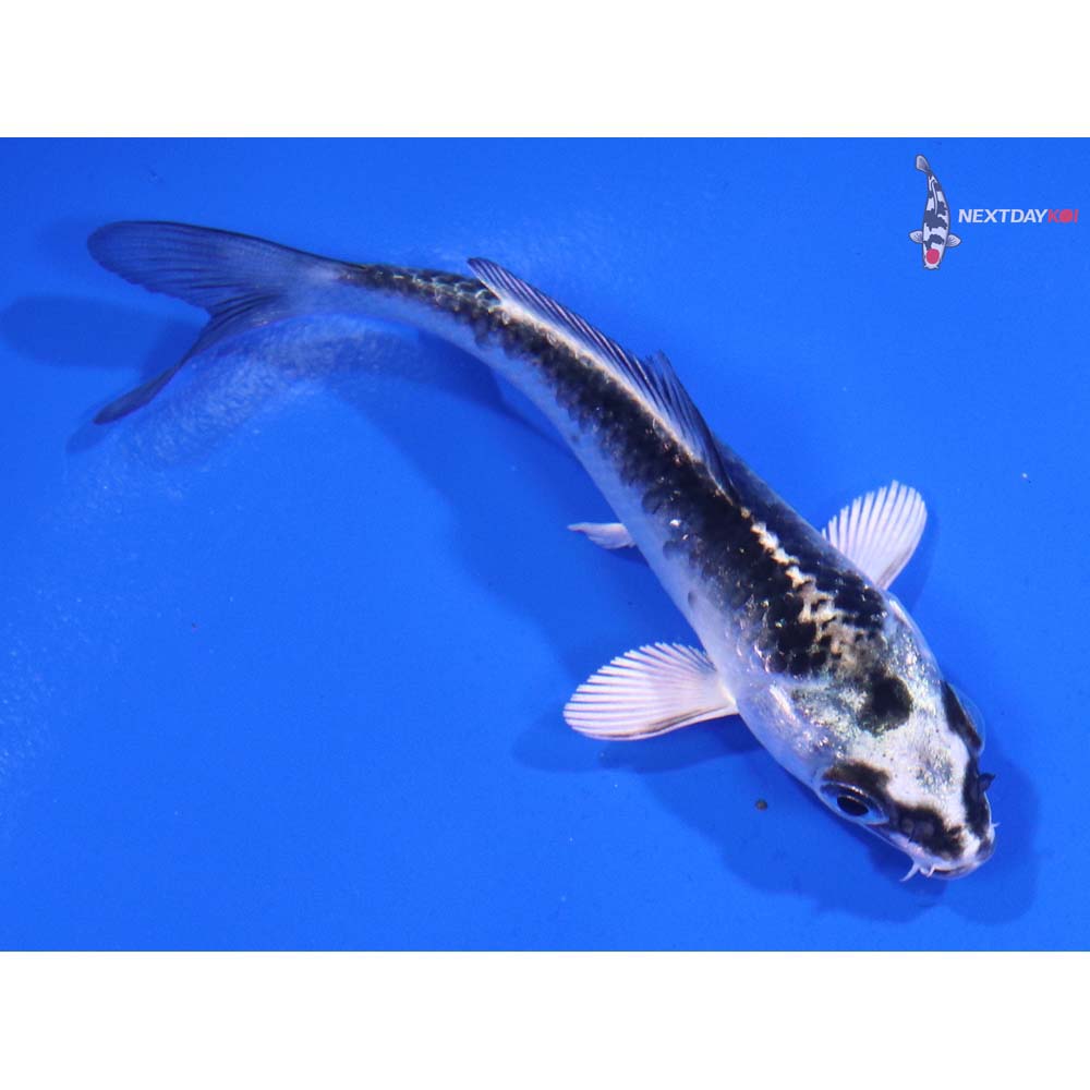 3.5” Imported Gin Matsuba