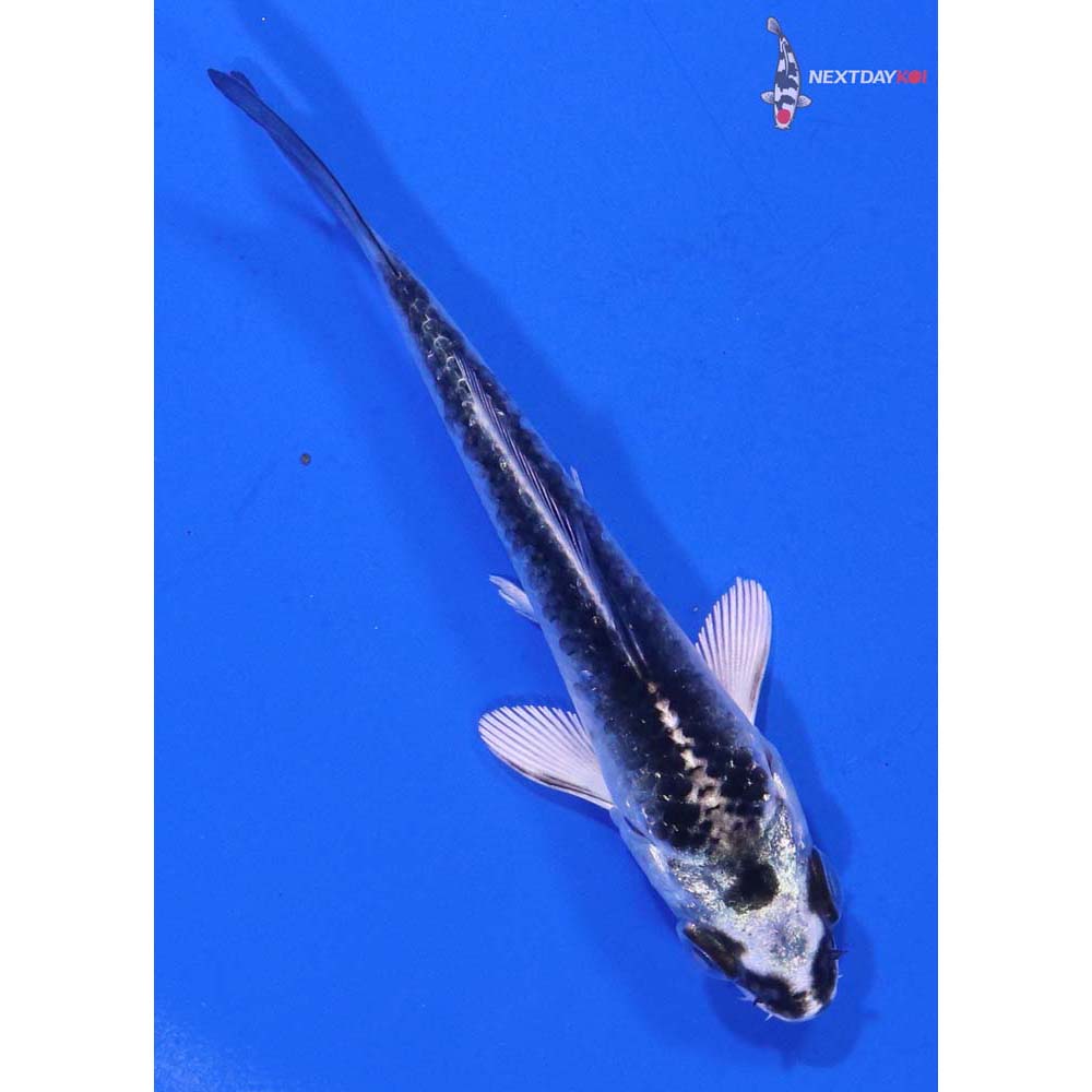 3.5” Imported Gin Matsuba