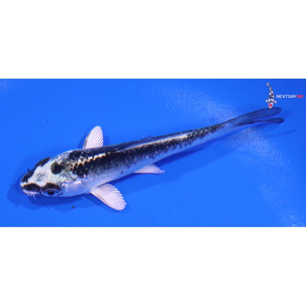 3.5” Imported Gin Matsuba