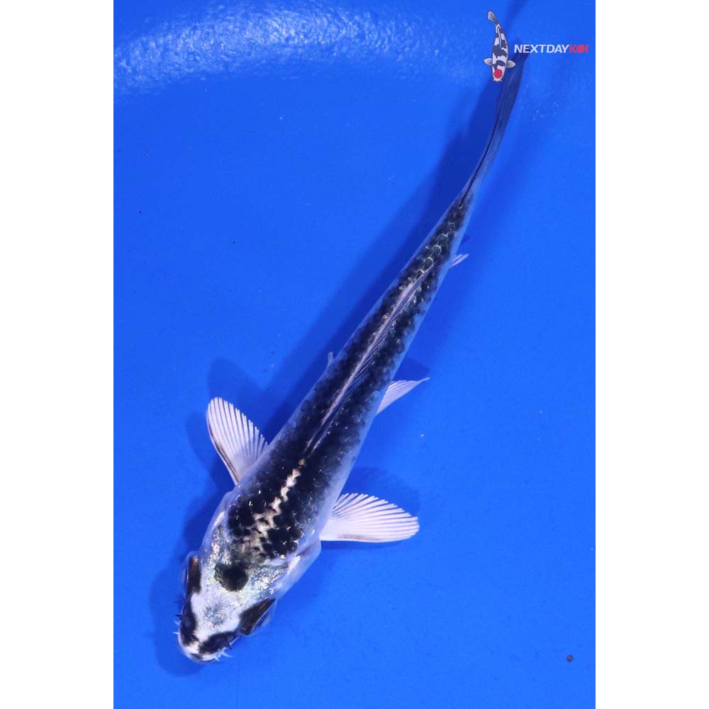 3.5” Imported Gin Matsuba