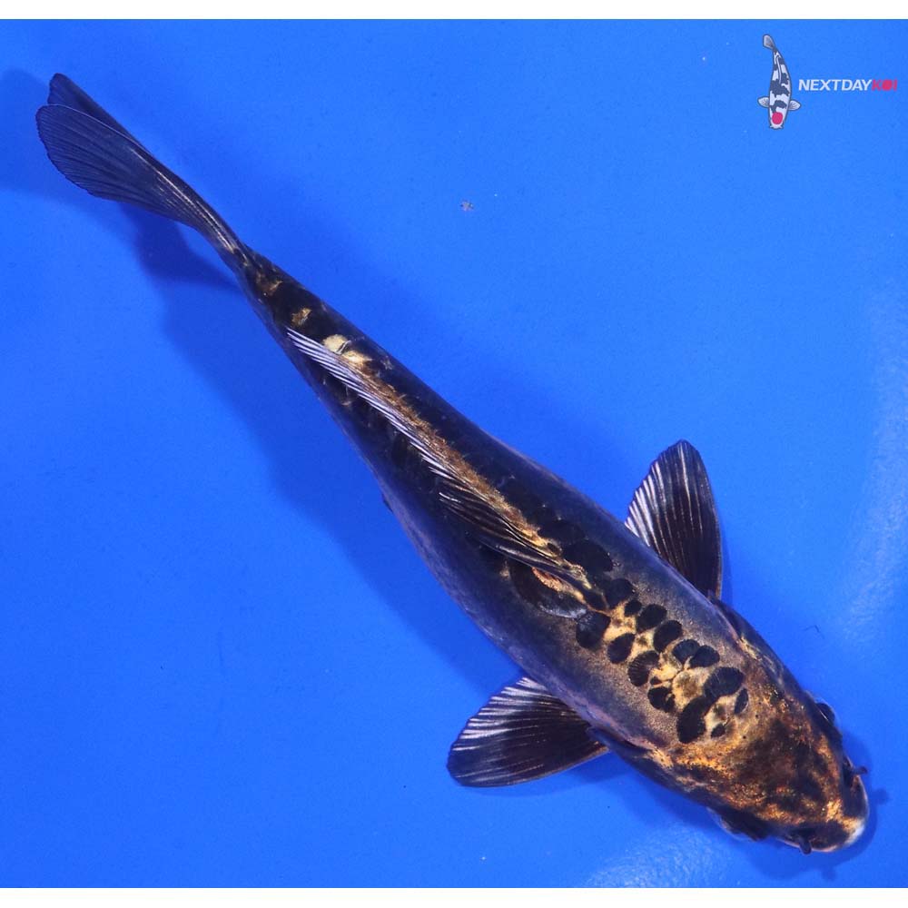 5.5” Imported Kin Kikokuryu