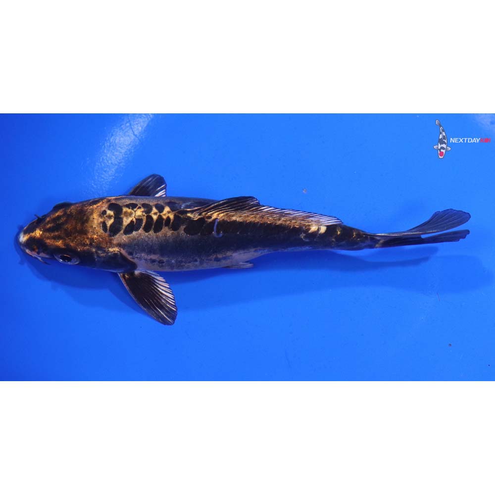 5.5” Imported Kin Kikokuryu