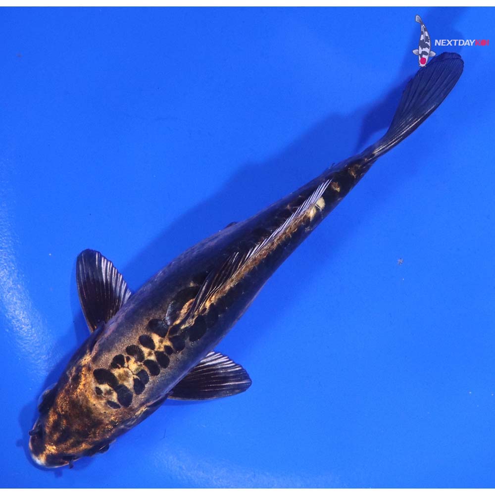 5.5” Imported Kin Kikokuryu