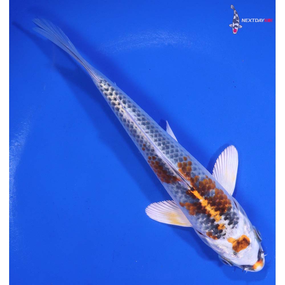 6” Imported Kujaku