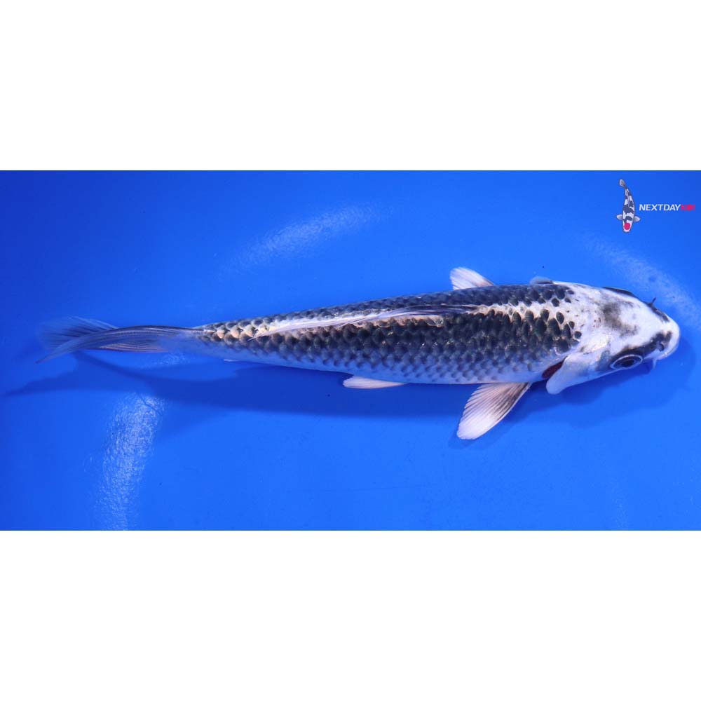 6” Imported Gin Matsuba