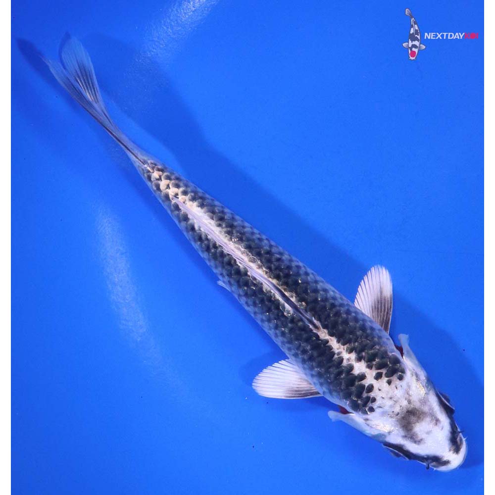 6” Imported Gin Matsuba