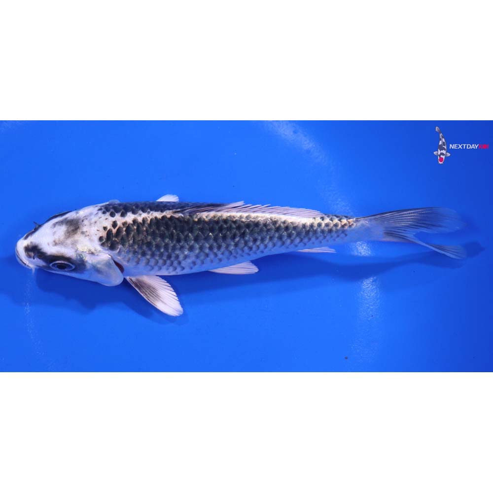 6” Imported Gin Matsuba