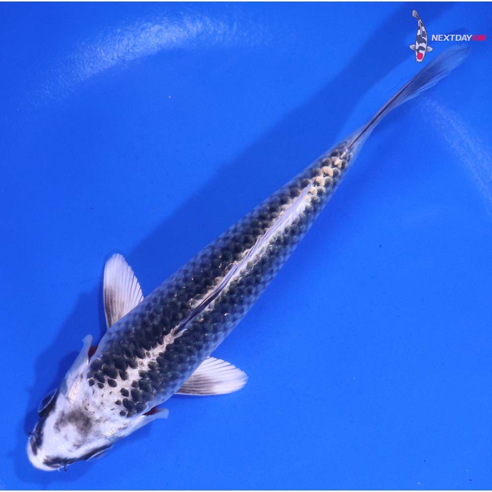 6” Imported Gin Matsuba