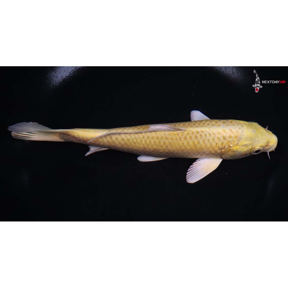 7” Imported Yamabuki Ogon