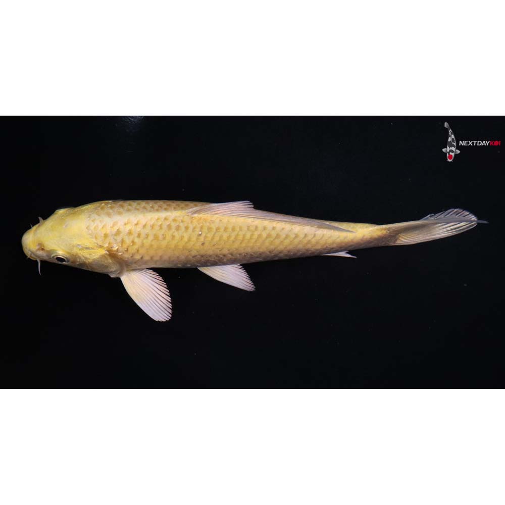 7” Imported Yamabuki Ogon