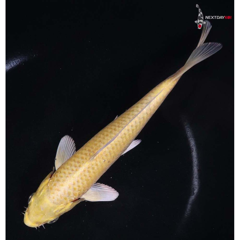 7” Imported Yamabuki Ogon