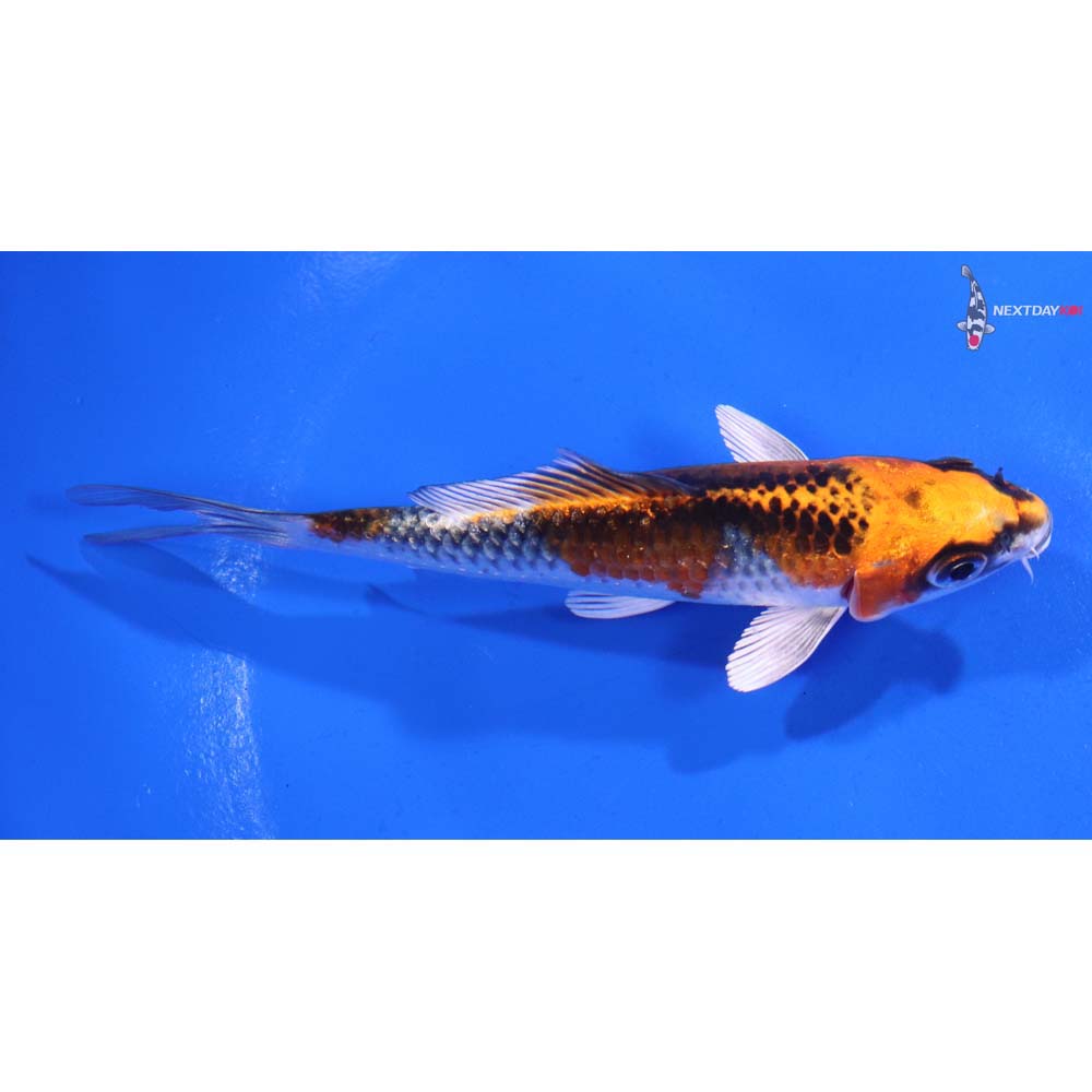 4.5” Imported Kujaku