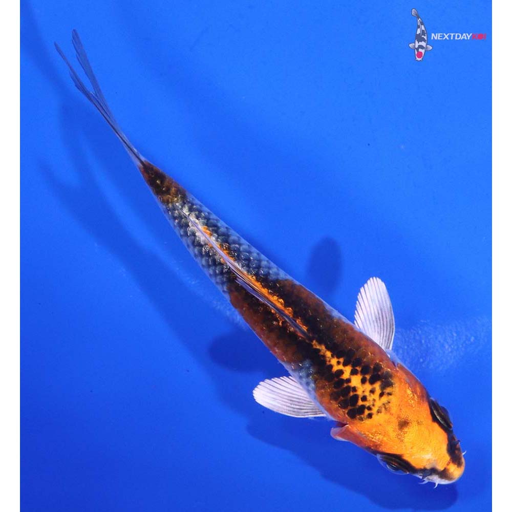 4.5” Imported Kujaku