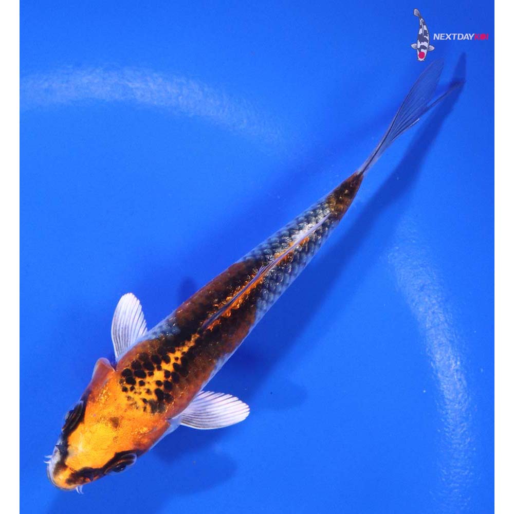 4.5” Imported Kujaku