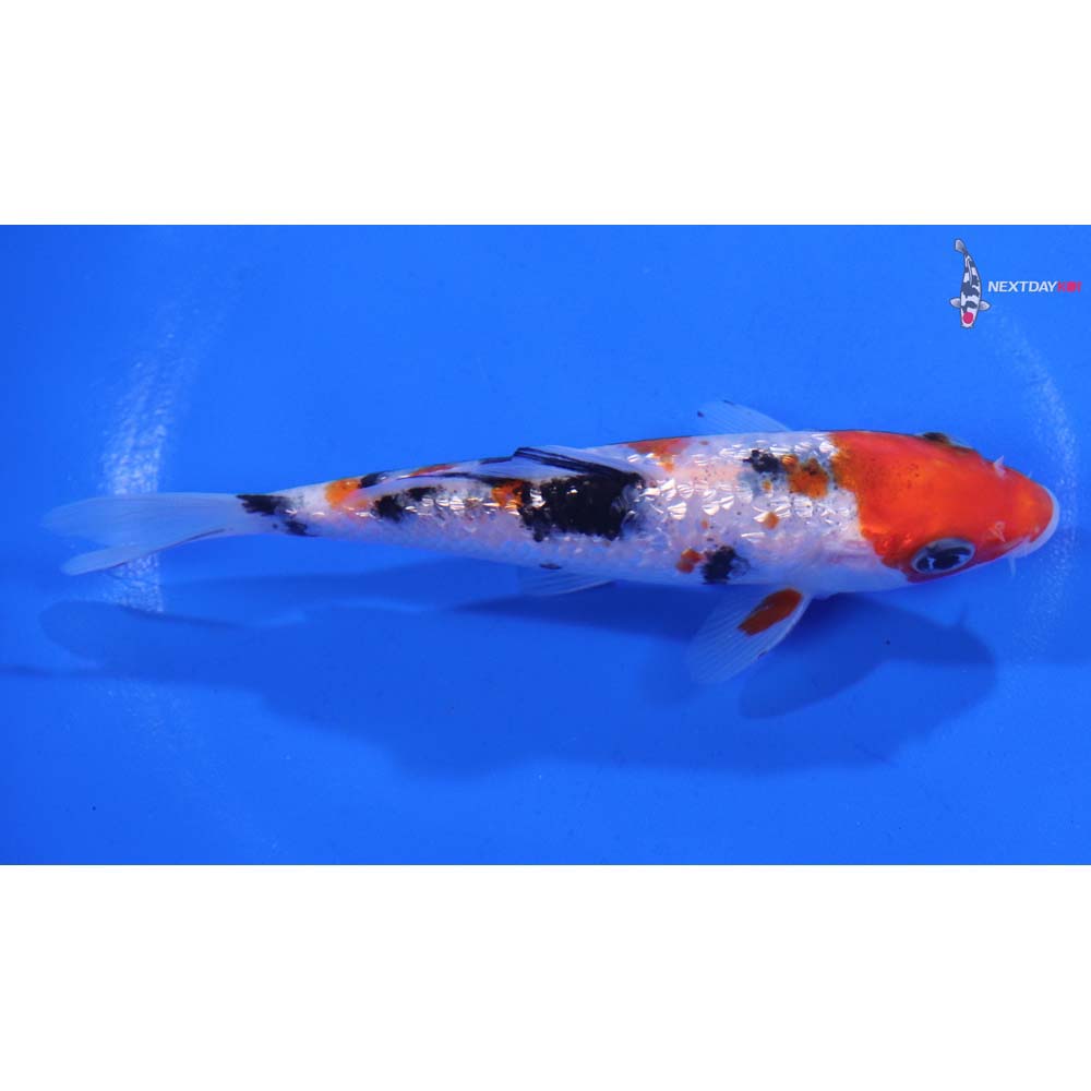 4.5” Imported Gin Rin Sanke