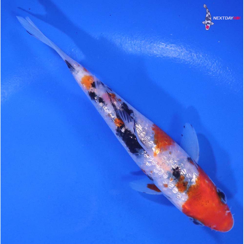 4.5” Imported Gin Rin Sanke