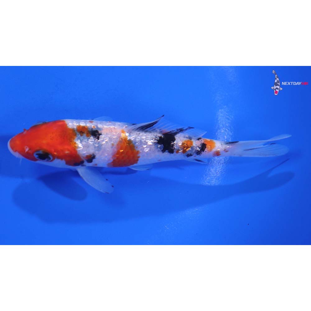 4.5” Imported Gin Rin Sanke