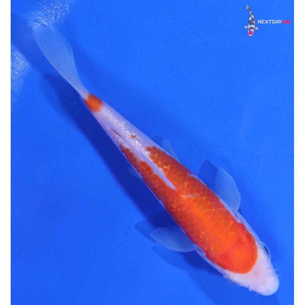 4.5” Imported Gin Rin Kohaku