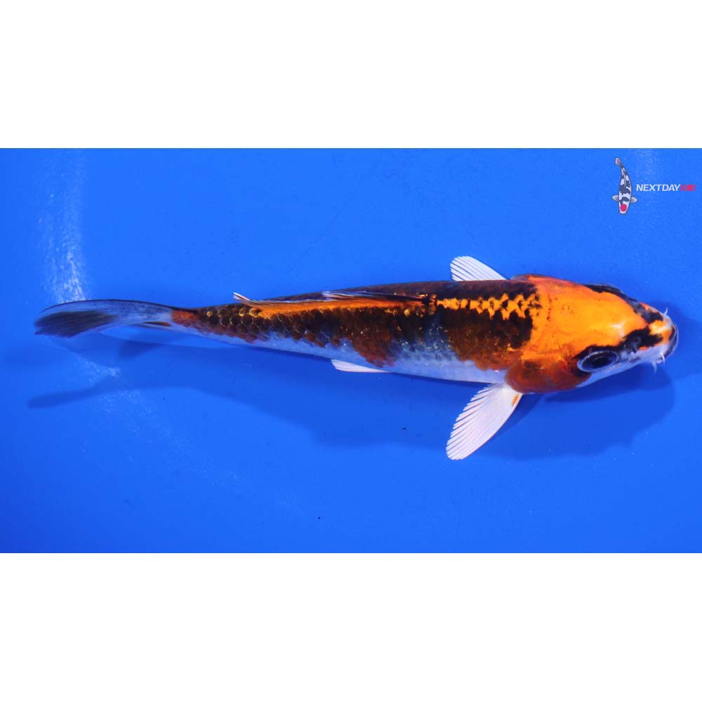 4.5” Imported Kujaku