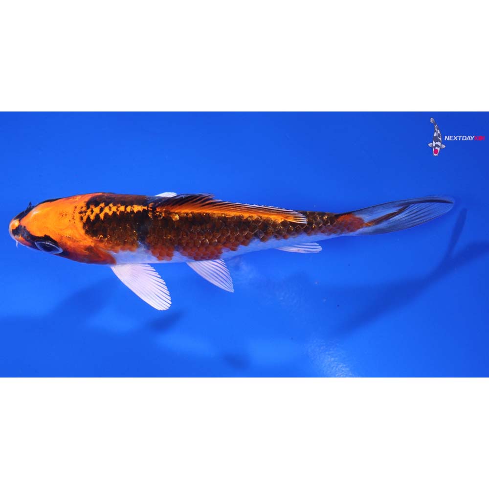 4.5” Imported Kujaku