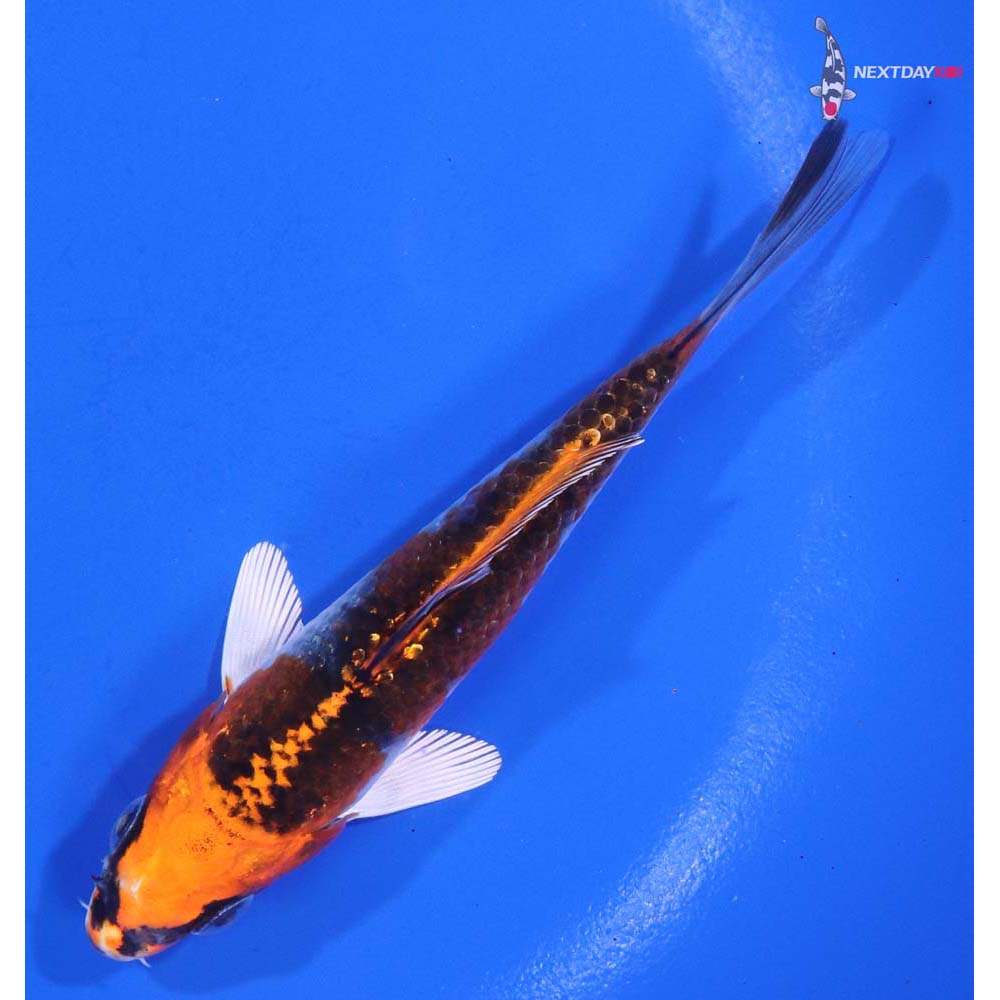 4.5” Imported Kujaku