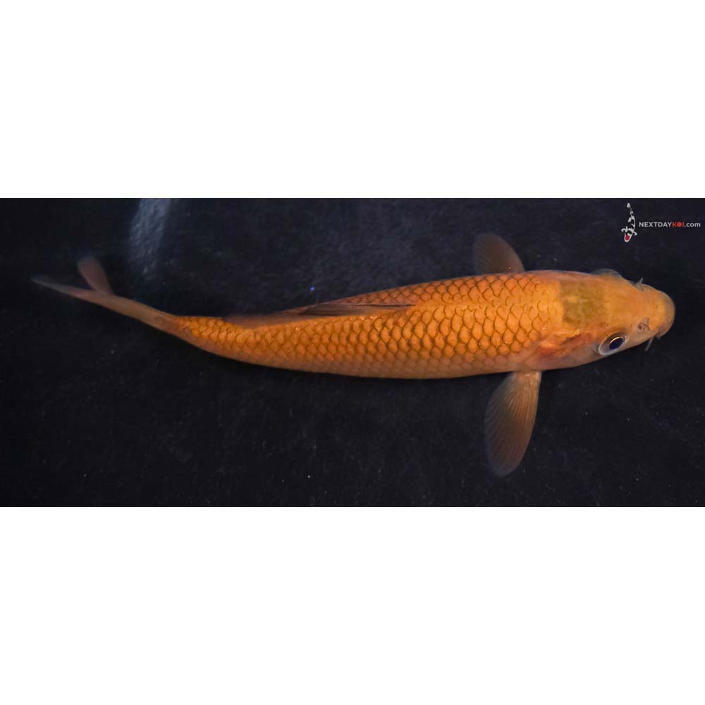 4.5” Imported Chagoi