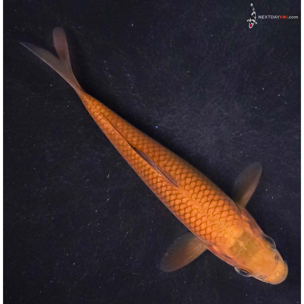 4.5” Imported Chagoi