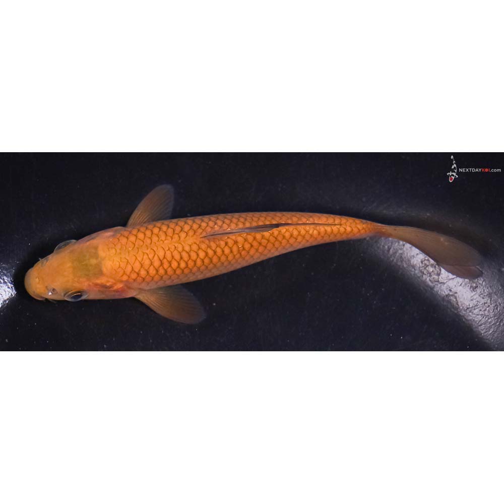 4.5” Imported Chagoi